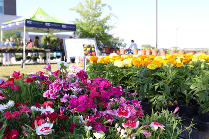Flats of pink, white, and yellow flowers with potted flowers and plant sale customers in the background.