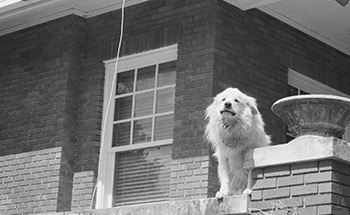 Black and white image in front of a house with a dog standing on the fence and looking at the audience