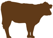 An image of a cow