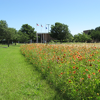 Field of wild flowers