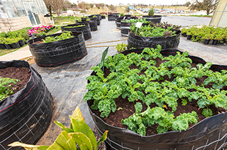 plants in containers