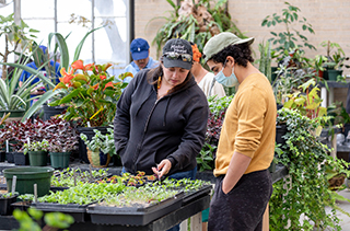 two people looking at flats of plants