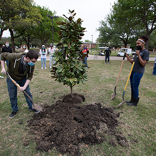 students planting a magnolia tree