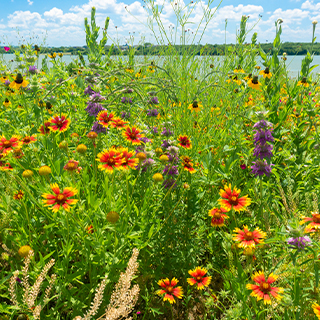 field of wildflowers